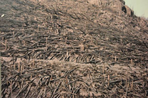 Floresta de milhares de árvores derrubada pela erupção do vulcão Santa Helena, no estado de Washington, nos EUA